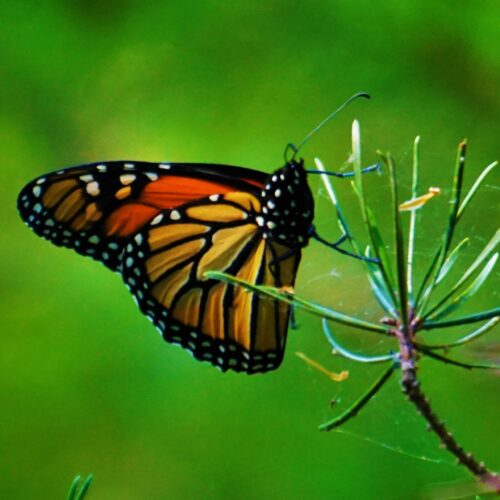 The Monarch Butterfly