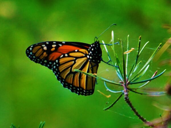 The Monarch Butterfly The Monarch Butterfly